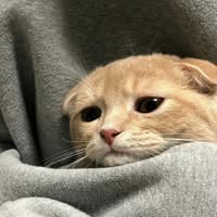 Đỗ Uyên